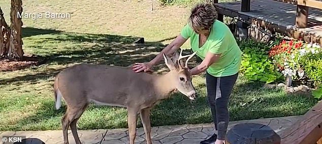Bucky the deer won the hearts of Hutchinson residents, but was sadly euthanized after officials decided the animal had become too tame