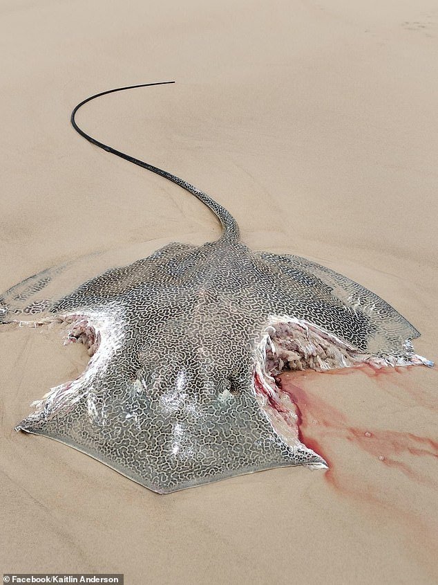 The stingray was found washed up with chunks of meat missing south of the Champagne Pools along 75 Mile Beach in K'Gari in Queensland on Wednesday morning.