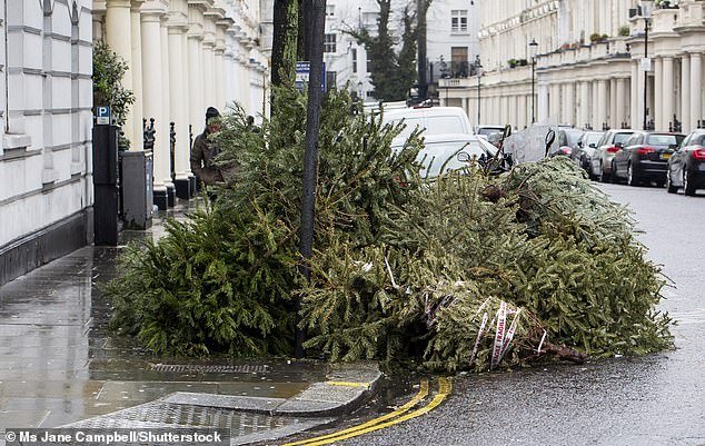 More than eight million Christmas trees are thrown away in Britain every year, many of which are dumped or left on the streets in the days after New Year