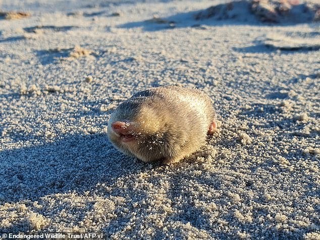 A mole with a shiny golden coat, which was considered extinct in 1936 after all traces of the species disappeared, was discovered on a beach in South Africa.