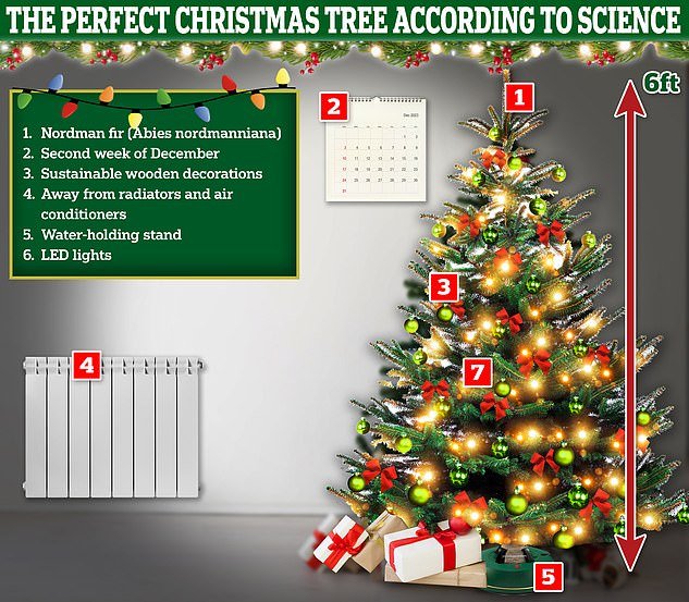 Experts shared their tips on the perfect Christmas tree, and gave their opinions on the controversy surrounding 
