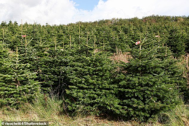 The Nordmann fir (Abies nordmanniana) is native to the mountainous regions south and east of the Black Sea in countries such as Georgia and Turkey.