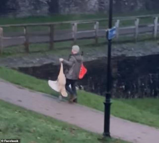 A man was caught on camera dragging a swan by his neck through the park near Caerphilly Castle on Sunday afternoon.  The swan is seen flapping its wings in an attempt to break free