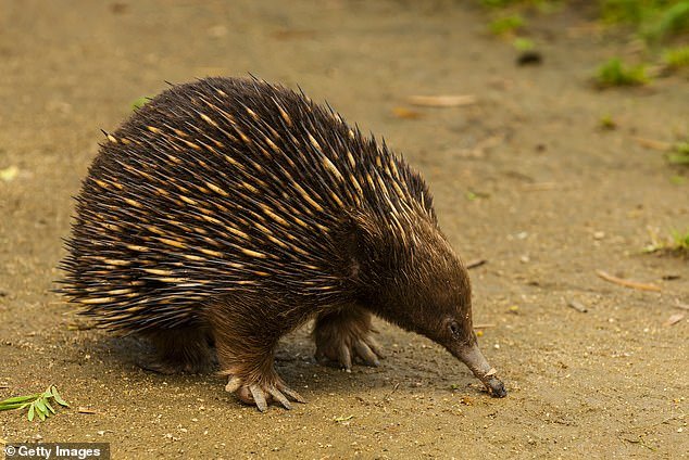 The echidna is native to Australia, has thorny pine trees, a bird-like beak, and a kangaroo-like pouch, and it also lays eggs.