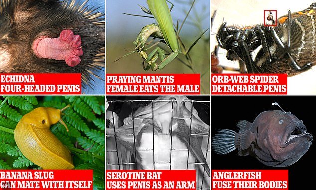 From echidnas with a four-headed penis to banana slugs that can mate with themselves, here are some of nature's weirdest sex stories