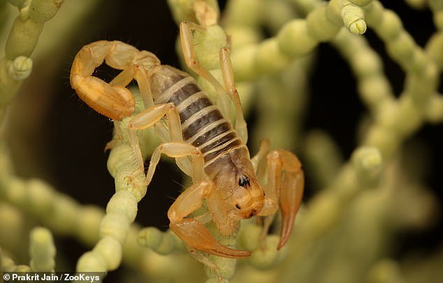 Scientists have obtained 29 specimens of an entirely new species of venomous scorpion, one with unique thick claws, after a dedicated civilian researcher discovered one for the first time in California's San Joaquin Desert.  One researcher said: 
