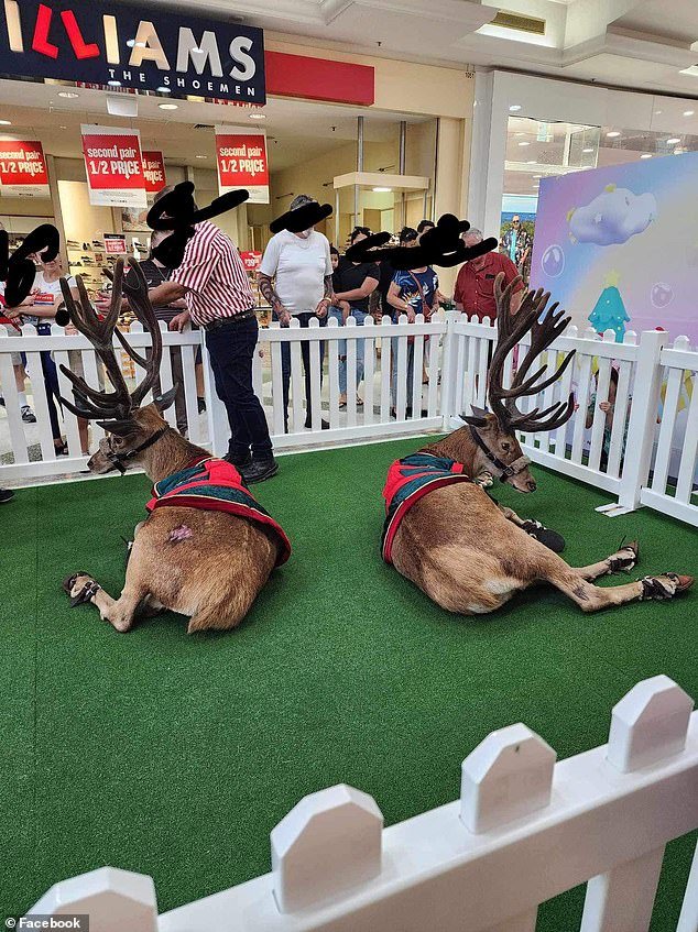 Shoppers slam Westfield for ‘miserable' live reindeer in Christmas display – but others hit back and say kids love it By William On Dec 3, 2023