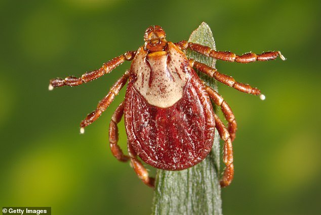Three people have died and five have been hospitalized after contracting Rocky Mountain Spotted Fever, a tick-borne illness