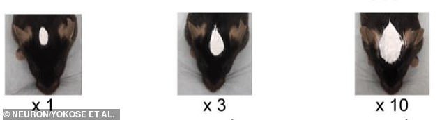 The researchers drew the heads of the mice with white ink to see if they could recognize their reflections in the mirror