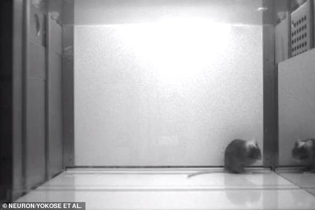 The researchers found that rats that were socialized and accustomed to mirrors were able to pass 