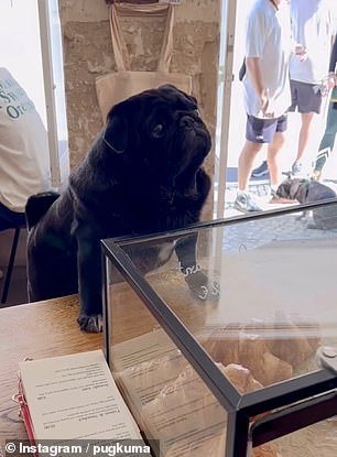 Kuma is pictured at the Seagull Method Café in Lisbon, which Sid says is his 'favorite brunch spot'