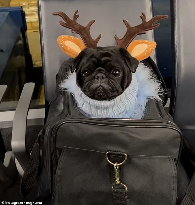 The seven-year-old pug fits into a small carry-on and fits under Sid's legs in airplane cabins