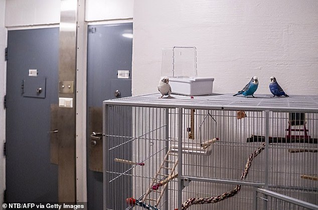 Breivik's cell is spread over two floors.  Here is the hallway on the 2nd floor where there is a birdcage with three parakeets