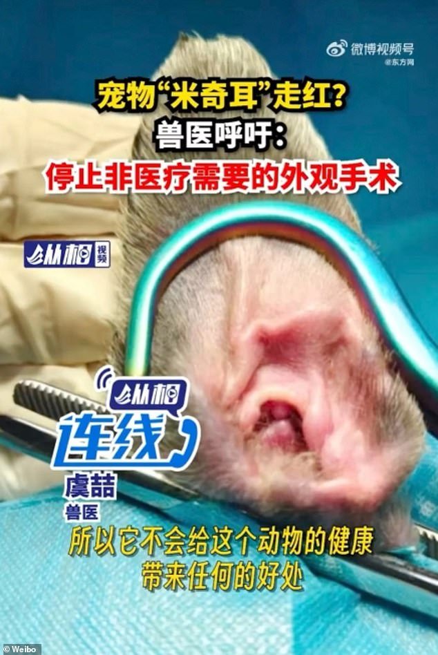 Ads like this have sparked outrage in China after some veterinary clinics offered to reshape pets' ears for as little as £33.