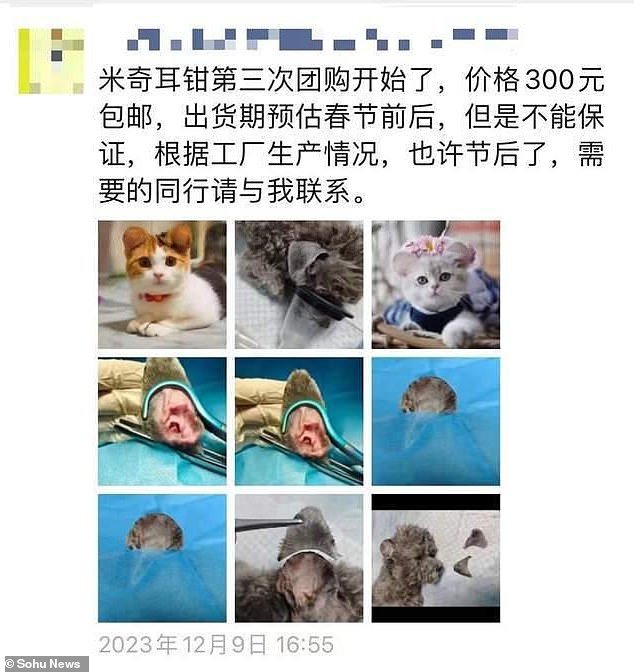 An advertisement on social media announces that sales of 'Mickey Ear' clips have now begun and shows details of their use on animals