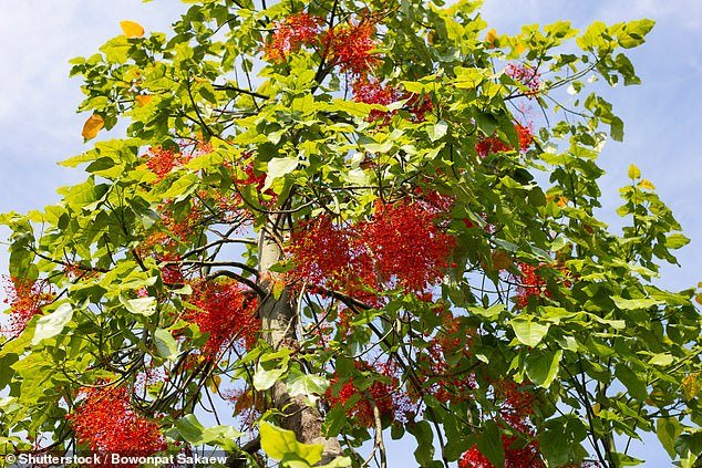 Like Jacarandas, Flame trees can bloom on bare branches, but only occasionally - every five years