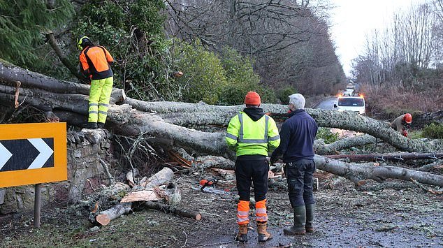 Workmen attempting to clear a fallen tree blocking the A833