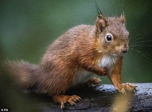 In the photo a red squirrel.  The species is native to Great Britain and is fully protected by law.  Wildlife groups are closely monitoring squirrel populations and conducting targeted control of gray squirrels in areas where red squirrels are in danger of extinction