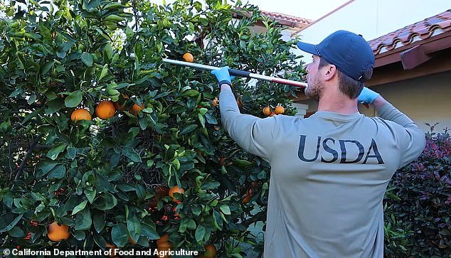 Officials have asked residents and business owners not to pick fruit from trees, move produce from their property or compost it