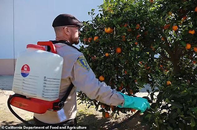 Residents in problem areas will receive notice 48 hours before fruit removal, with work crews arriving after the designated time interval has passed