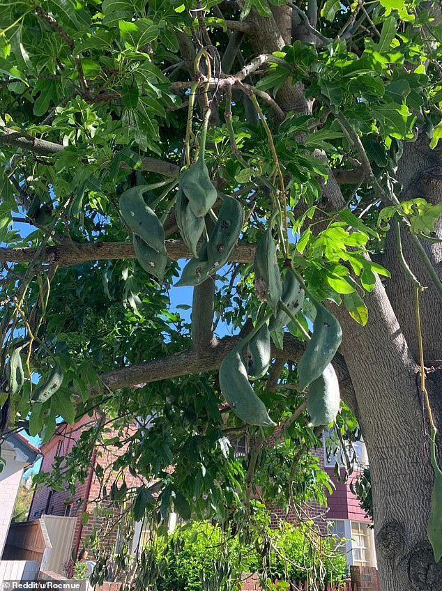 The strange gel substance was produced by the seed pods of the Illawarra Flame Tree (pictured) and is a protective mechanism that keeps the tree from being damaged or attacked by pests