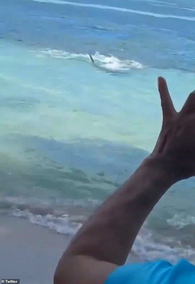 Terrifying footage shows the crazy shark causing panic on a beach on the Caribbean island of San Andres