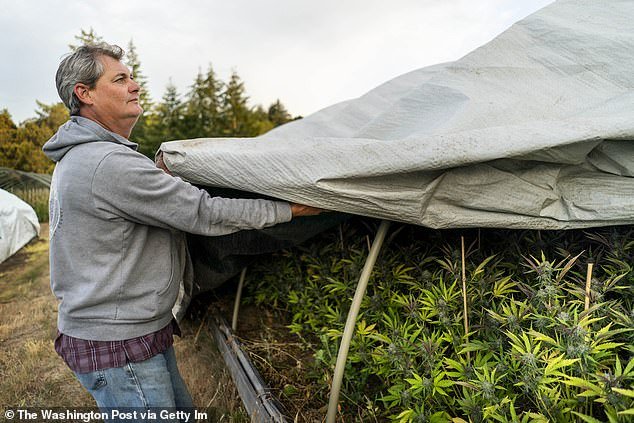 Unpaid bills are a major problem within the state, which has created a debt bubble of more than $600 million, according to a 2022 report.  Pictured: A cannabis farmer in Honeydew, California