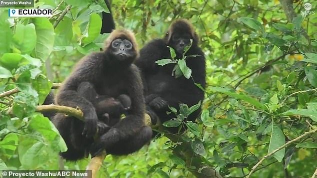 Wildlife biologists from Proyecto Washu had never seen a live spider monkey born before, despite having studied the species in Ecuador for the past decade.  The brown-headed spider monkey is among the top 25 most endangered primates on planet Earth, the group said.
