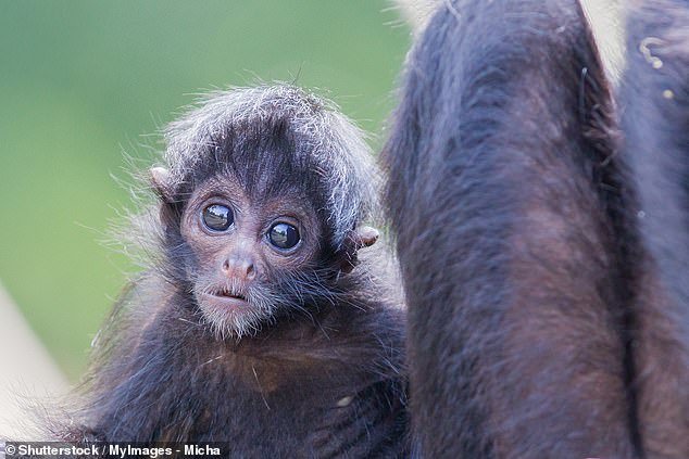 Spider monkeys are so-called 