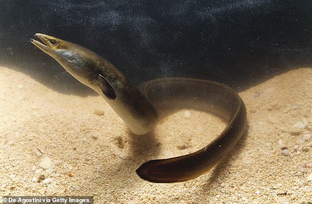 Other endangered migratory bird species include the European eel, which starts in the Sargasso Sea near Bermuda and travels across the Atlantic Ocean to Europe and then back again.