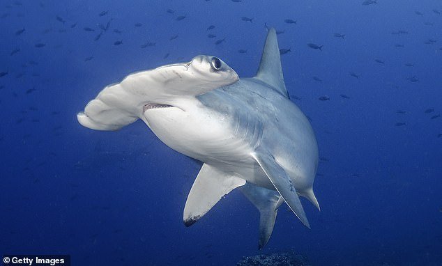 Conservation scientists believe the scalloped hammerhead shark (pictured) is in danger of extinction