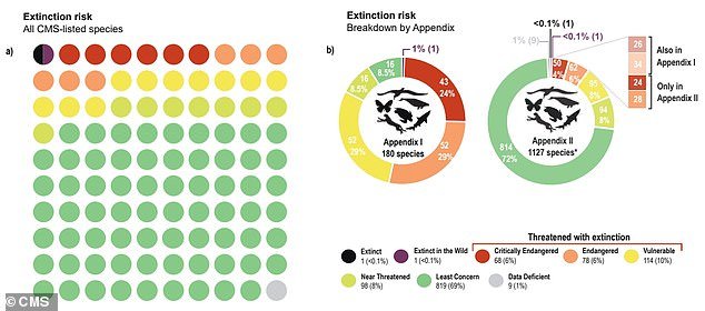 Of the 1,189 species recognized by the CMS as in need of international protection, 260 species (22 percent) are considered at risk of extinction