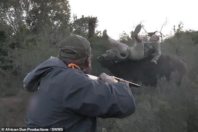 The hunter could not shoot because the land manager was in his line of fire, but when the animal turned the landowner around, the client fired, hitting the buffalo.