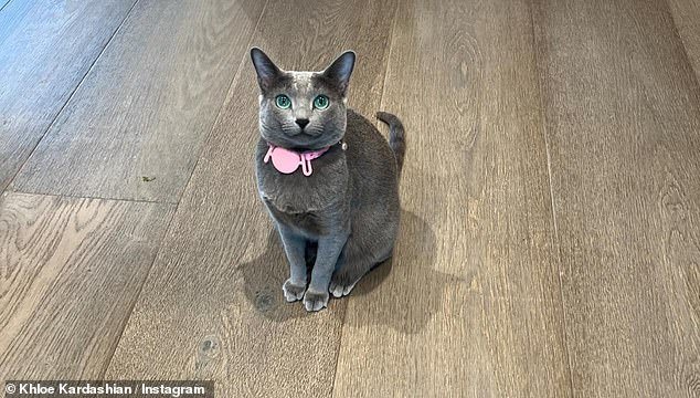 However, the TV personality was accused of face-tuning her Russian Blue cat after fans noticed the cat's changed features in the post