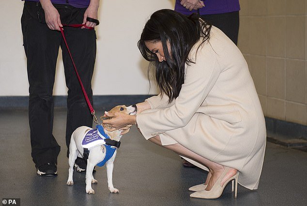The Duchess of Sussex meets a Jack Russell named Minnie during a visit to Mayhew in 2019