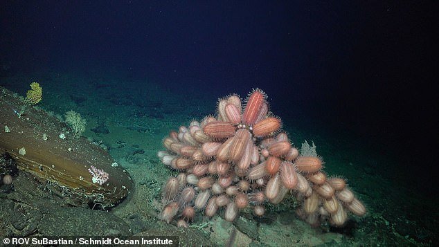 A bright red fish known as Chaunax was spotted at a depth of 1,388 meters, while elongated Dermechinus urchins (pictured) were documented at 516 meters