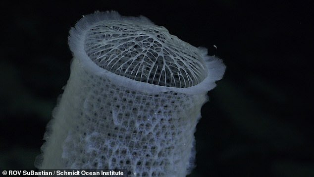 Other new creatures discovered during the dive include a web-like sponge (pictured), a spiral coral and a spiny sea urchin