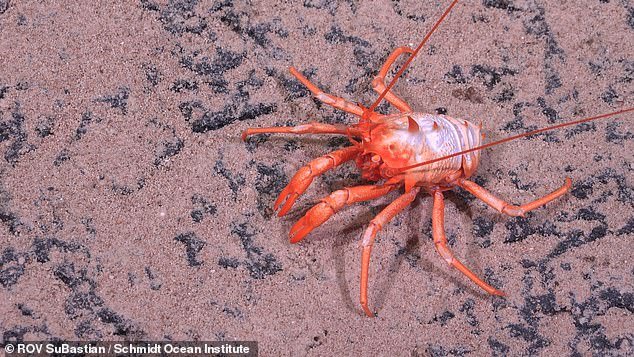 “Complete identification of species can take many years,” said Dr. Jyotika Virmani, executive director of the Schmidt Ocean Institute.  In the photo: a stocky lobster