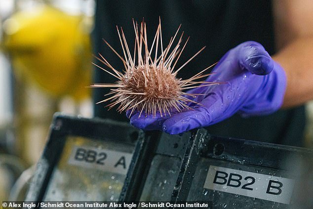 'Dr.  Sellanas and his team have an incredible number of samples from this astonishingly beautiful and little-known biodiversity hotspot,” said Dr Virmani.  In the photo: a hedgehog
