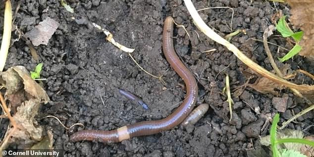 The jumping worm is one of 70 non-native species that can wreak havoc on North America's ecosystem by altering soil nutrients, pH and texture, which can lead to poorer crop quality.