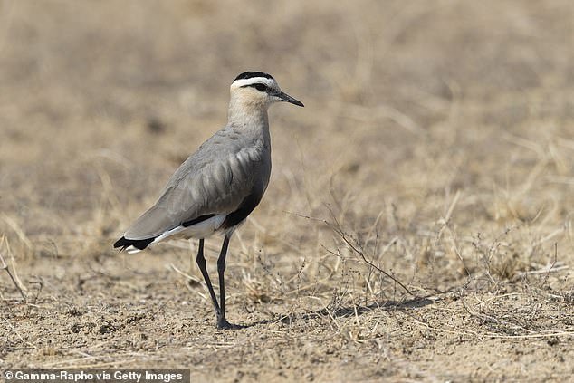 Pictured, social lapwing, an endangered migratory bird, which breeds in Kazakhstan and winters in the Middle East, the Indian subcontinent and Sudan