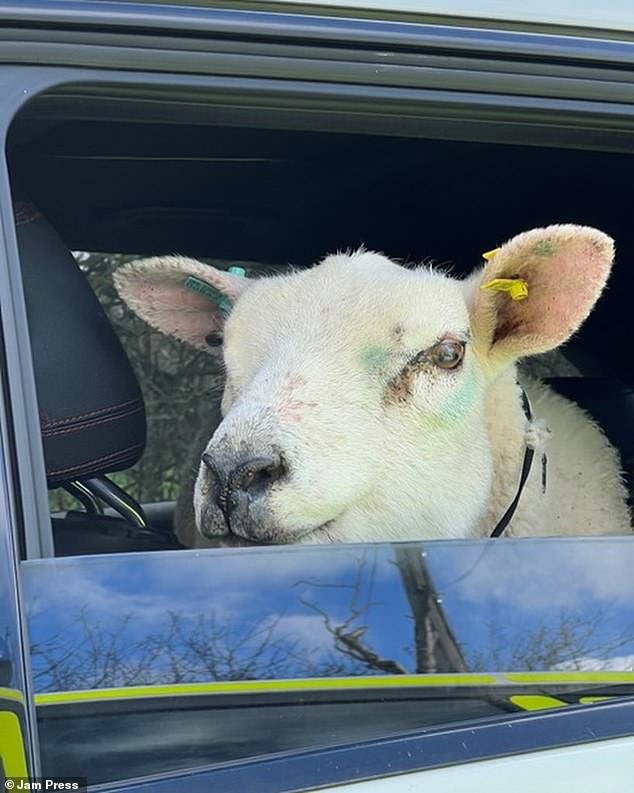 This is the moment an escaped sheep found himself in the back of a police car after being driven off the road by officers in a Hot Fuzz-style operation