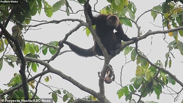 Conservationists have unveiled the first-ever video of a critically endangered baby spider monkey being born in the wild, a brown-haired boy they have named Anku.  They said that during the first nail-biting moments of his life, Anku hung 15 meters above the ground - only by his umbilical cord