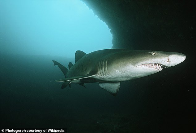 Scientists compared the tooth fossil to a Sandtiger shark, which is believed to be the closest species to the bozzocoi fossil