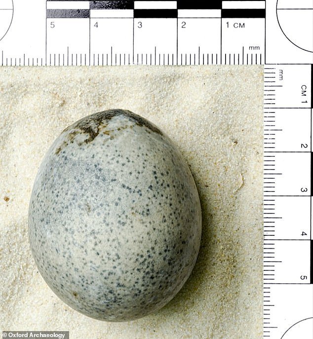 An egg found in Buckinghamshire dating back to Roman times still has an intact liquid, new analysis shows