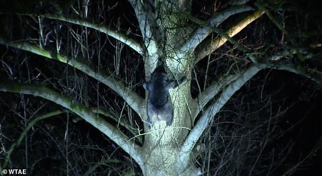 One of the bears in a tree after the attack.  The mother bear continued to be aggressive and was euthanized by the Pennsylvania Game Commission.  The cubs have been sedated and are expected to be released at an unknown location