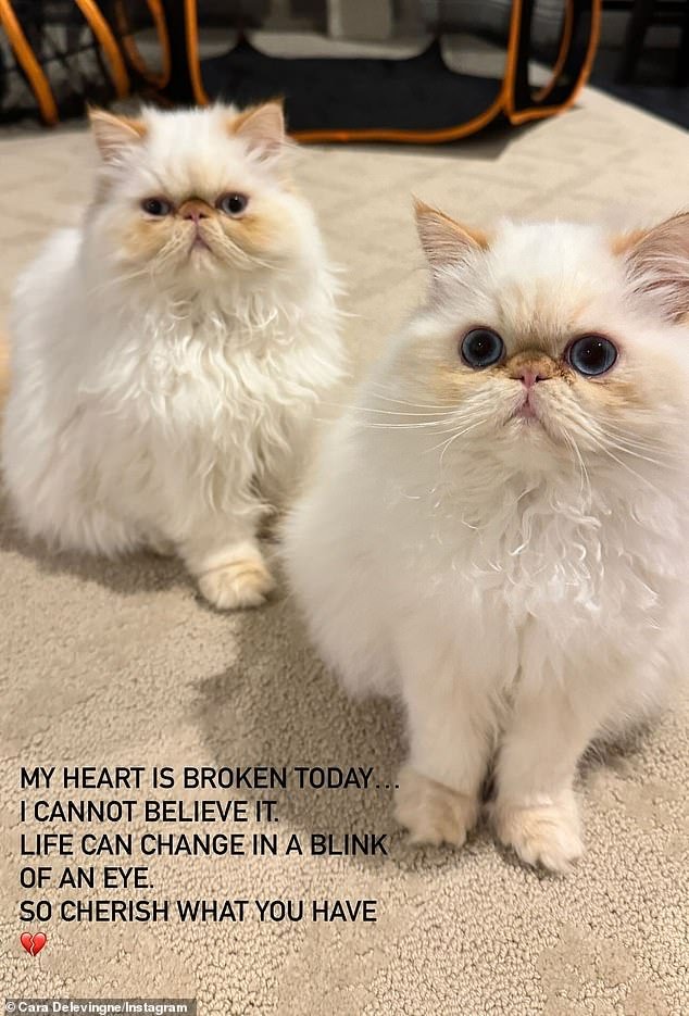 When Cara heard the news about the fire earlier on Friday, she took to her Instagram Stories to share a photo of her two cats and shared how 