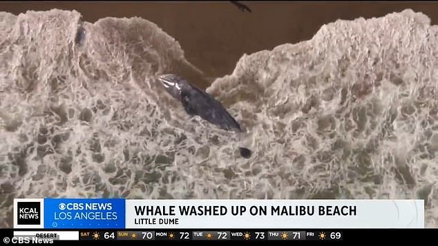 Lifeguards urged the public to keep a safe distance from the whale until officials from the California Wildlife Center and the National Oceanic and Atmospheric Administration can determine what to do next.