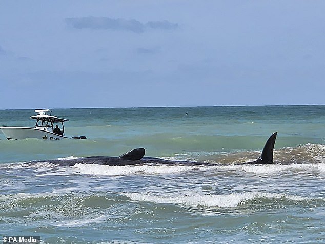 Rugged conditions made the animal difficult to reach and hampered rescue efforts, forcing members of the public to watch as the whale became increasingly distressed
