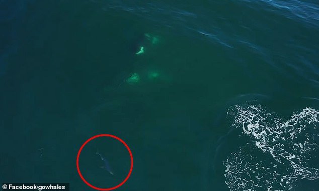 The shark made a quick turn and raced away as the whales, named Louise's Family, turned to get a closer look.